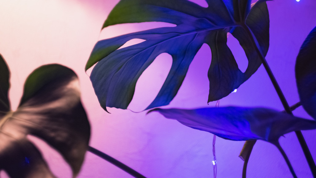 Oświetlenie do roślin LED – wszystko o doświetleniu roślin