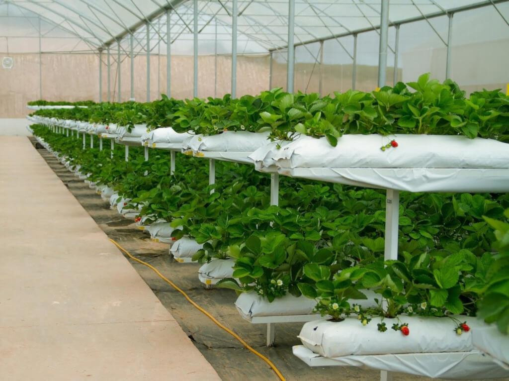 Oświetlenie roślin - co trzeba wiedzieć?