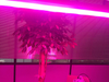 Oprawa Liniowa LED 160W CREE Grow PRO Greenie
