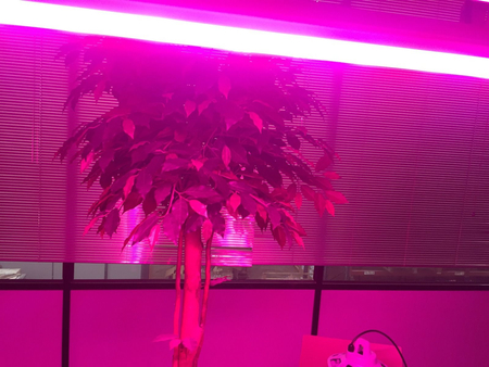 Oprawa Liniowa LED 160W CREE Grow PRO Greenie